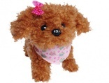ChiChi Love Tea Cup Poodle Puppy