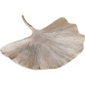 KARE Design Wandschmuck »Ginkgo Leaf«