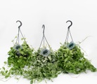 Dischida Mix Ampel (3er Set) Ø14cm Grünpflanze
