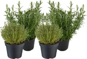 Rosmarin und Thymian Mix (4er Set) Ø18cm Kräuterpflanze