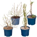 Beerenzwerg Mix (16er Set) 3l Beerenobst