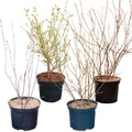 Heidelbeeren Mix Vaccinium (4er Set) 5l Beerenobst