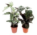 Korbmarante Calathea Mix (2er Set) Ø19cm Blattschmuckpflanze