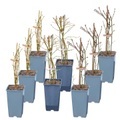 Heidelbeeren Mix Vaccinium (8er Set) Ø17cm Beerenobst