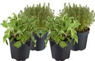 Thymian und Salbei Mix (4er Set) Ø18cm Kräuterpflanze