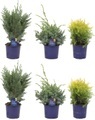 Koniferen Mix (6er Set) Ø13cm Ziergehölz