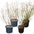 Heidelbeere Patriot Vaccinium (4er Set) 5l Beerenobst