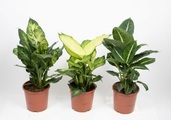 Dieffenbachia Mix (3er Set) Ø17cm Blattschmuckpflanze