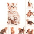 Feldner Partner, Feldner + Partner Servietten 33cm meow