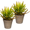Aloe plicatilis, VE 2 Stk, Höhe ca. 240 mm, im Kunststofftopf mit Erde