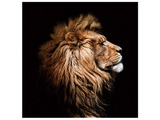 König Der Löwen im Profil