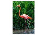 Eleganter Flamingo