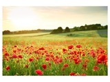 Mohnwiese 2
