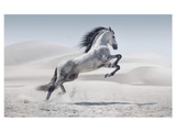 Wildpferd