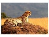 Gepard