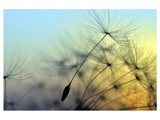 Pusteblume 1