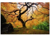 Der Baum