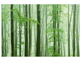 Waldstimmung