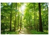 Waldweg