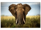 Grosser Elefant