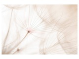 Pusteblume 2