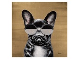 Cool Dog