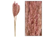 undefined, Schilfrohr Pink T: 70 cm