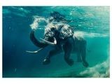 Schwimmender Elefant
