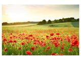 Mohnwiese 2