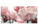 Blüten in Rose