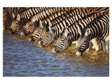 Zebras am Fluss