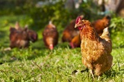 Aktionspaket - Poulet - 4 Kg