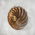 Wandleuchte Veneria, Nussbaum, Ø 60 cm