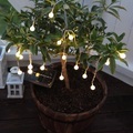 Star Trading Trading Solarlichterkette -