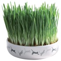 Trixie, Keramikschale mit Katzengras - Ø 15 x 4 cm + 50 g Saat