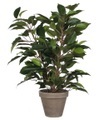 undefined, Ficus Natasja gruen in Topf 40 cm
