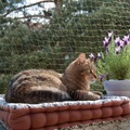 bitiba, Katzenschutznetz mit Drahtverstärkung - 2 x 3 m