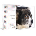 Scooter-spass: Eine (1 Std. 30 Min.) Session Mit Einem Schlittenhund - Geschenkbox Unisex