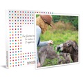 1 Eselsritt Mit Fondueset Oder Picknickkorb Für 2 Personen - Geschenkbox Unisex