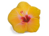 Dekokissen Hibiskus, gelb
