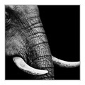 Bilder auf Forex im Artbox in weiß im Format 50 x 40 cm