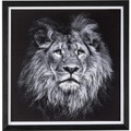 Bild Evidence Lion 42x43