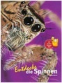 Entdecke die Spinnen