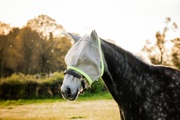 Horseware Fliegenmaske Amigo - Silver/Lime -
