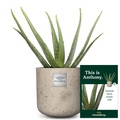 Fleurop.ch, Das ist Anthony (Aloe vera)